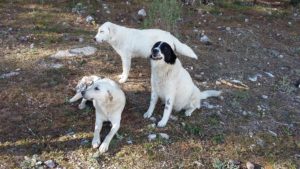 Zorro Dogsavior E. V. - Tierhilfe für den Norden Griechenlands - Schicksale - Pensionskosten
