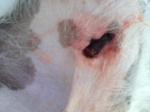Zorro Dogsavior E. V. - Tierhilfe für den Norden Griechenlands - Schicksale - Pensionskosten