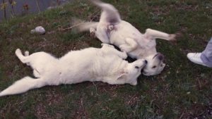 Zorro Dogsavior E. V. - Tierhilfe für den Norden Griechenlands - Schicksale - Pensionskosten