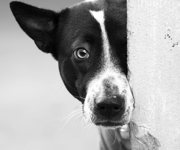 Zorro Dogsavior E. V. - Tierhilfe für den Norden Griechenlands