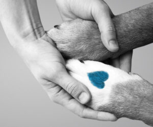Zorro Dogsavior E. V. - Tierhilfe für den Norden Griechenlands