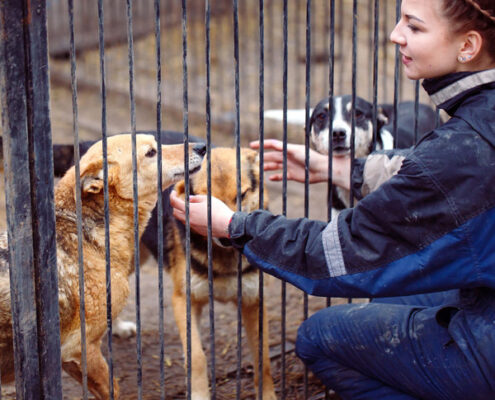 Zorro Dogsavior E. V. - Tierhilfe für den Norden Griechenlands - Hilfe vor Ort