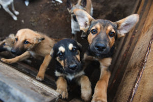 Zorro Dogsavior E. V. - Tierhilfe für den Norden Griechenlands