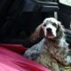 zorro dogsavior ev tierhilfe griechenland rudy1