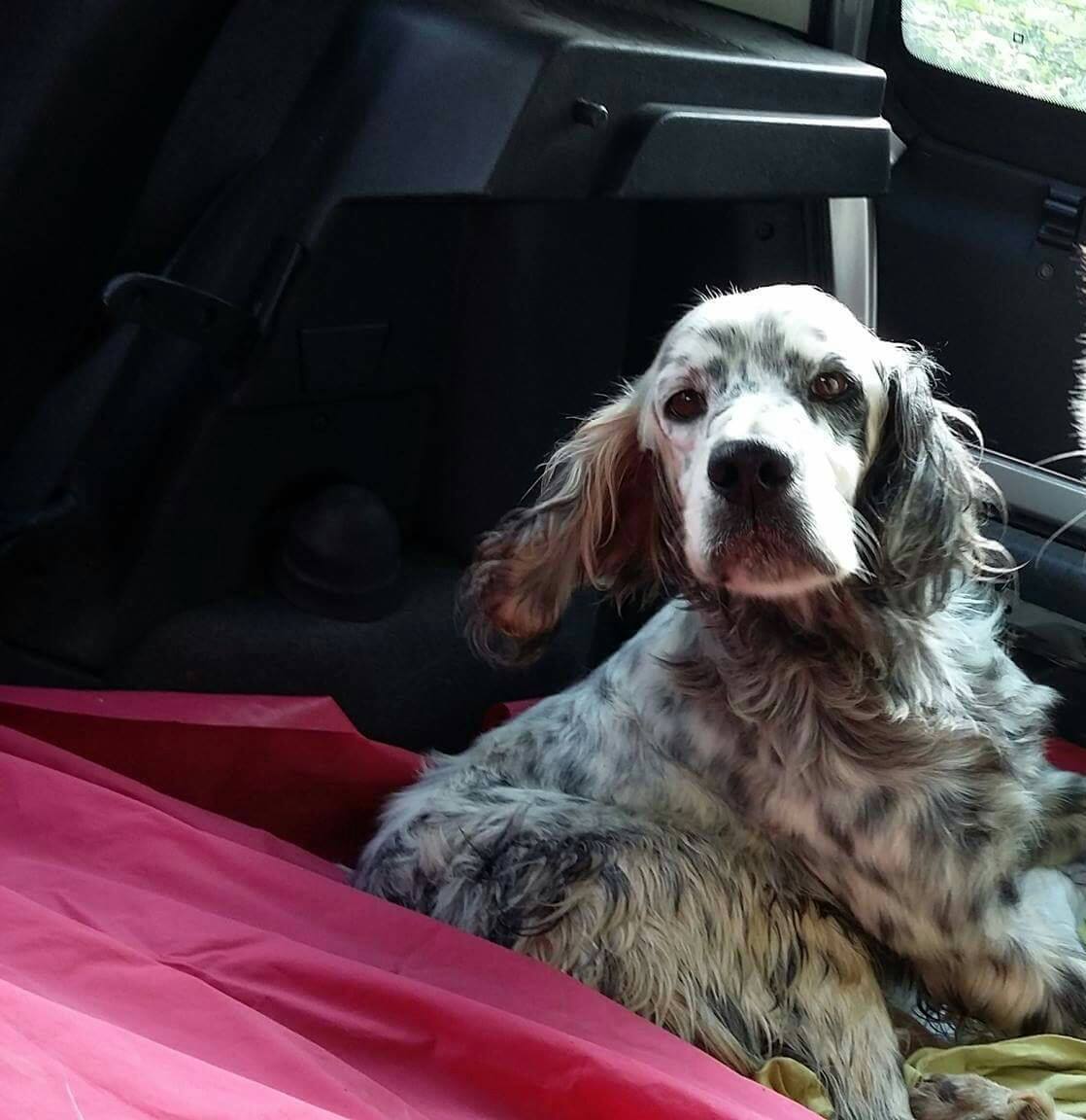 zorro dogsavior ev tierhilfe griechenland rudy1