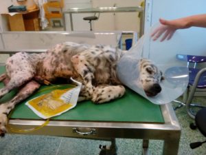 Zorro Dogsavior E. V. - Tierhilfe für den Norden Griechenlands - Schicksale - Rudy