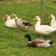 zorro dogsavior ev tierhilfe griechenland happyend4