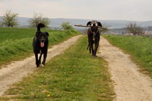 Zorro Dogsavior E. V. - Tierhilfe für den Norden Griechenlands - Schicksale - Happy End