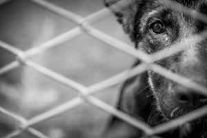 Zorro Dogsavior E. V. - Tierhilfe für den Norden Griechenlands