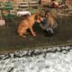 zorro dogsavior ev tierhilfe griechenland xara3
