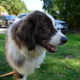 Majura_Zorro_dogsavior-Oct2019
