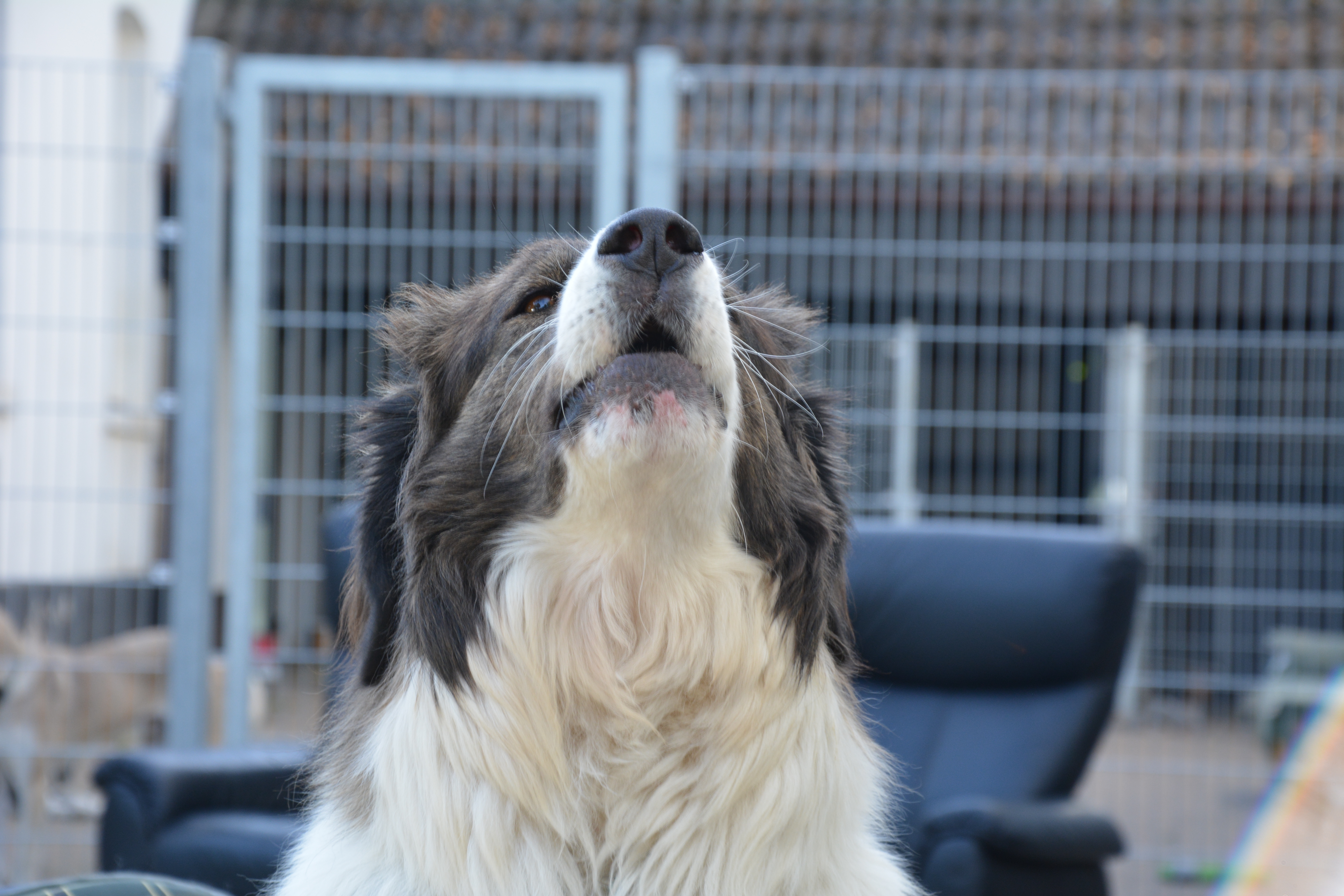 Majura_Zorro_dogsavior-Oct2019