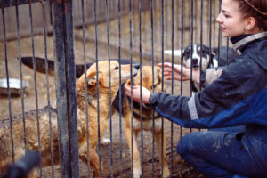 Zorro Dogsavior E. V. - Tierhilfe für den Norden Griechenlands - Hilfe vor Ort