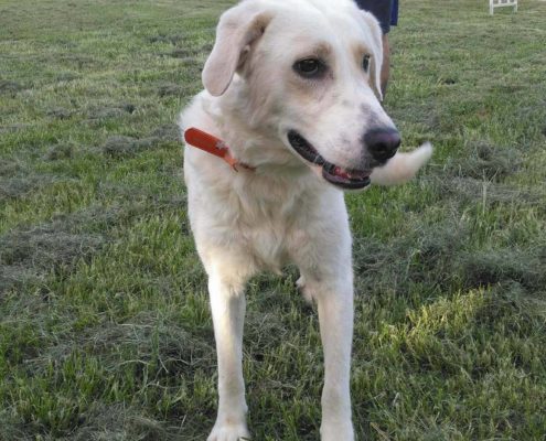 zorro dogsavior ev tierhilfe griechenland vermittlung bailey