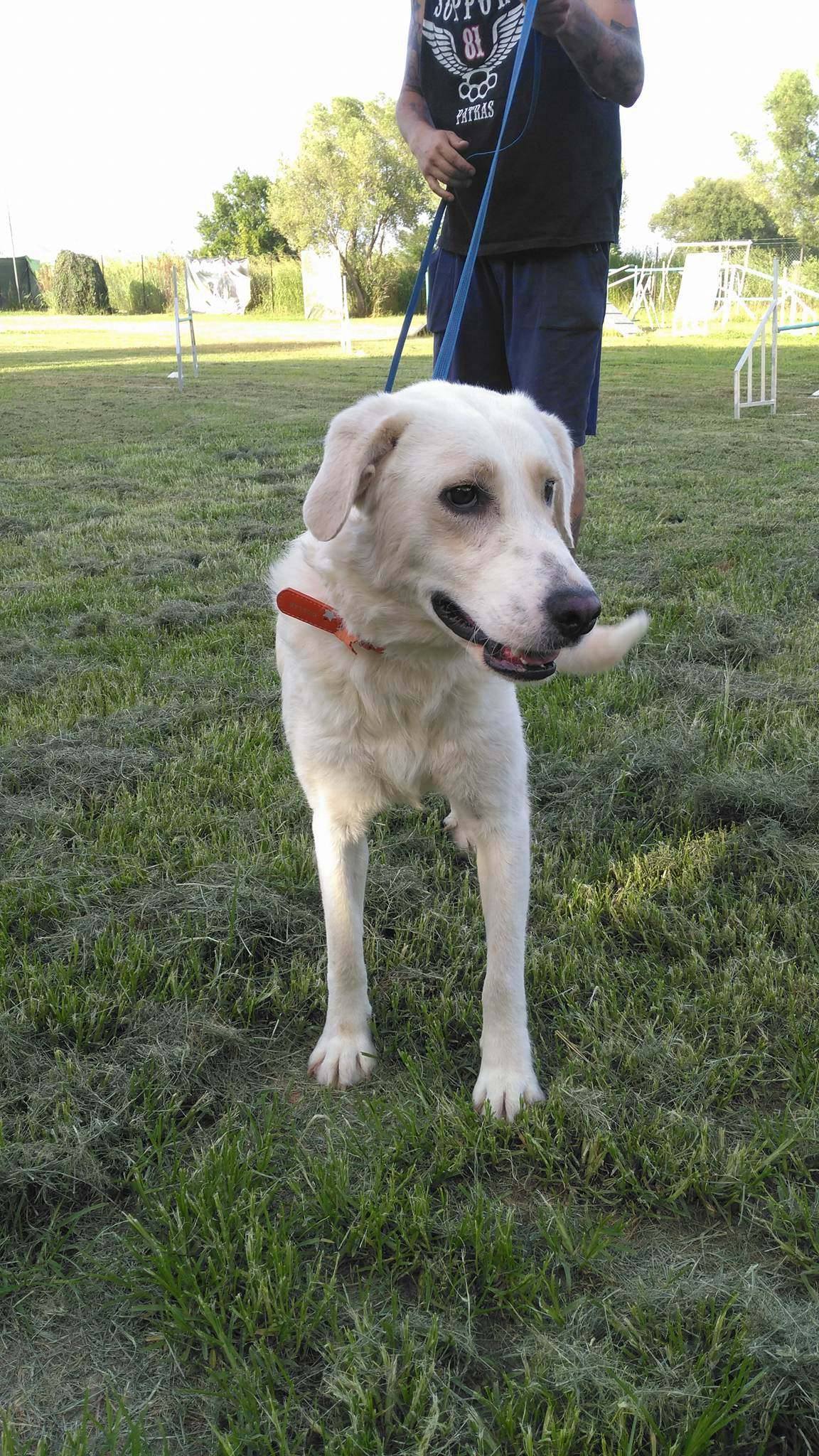 Zorro Dogsavior E. V. - Tierhilfe für den Norden Griechenlands - Ein neues Zuhause - Vermittlung - Patenschaft - Hund - Bailey