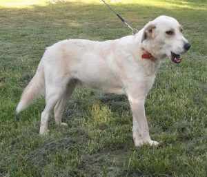 Zorro Dogsavior E. V. - Tierhilfe für den Norden Griechenlands - Ein neues Zuhause - Vermittlung - Patenschaft - Hund - Bailey