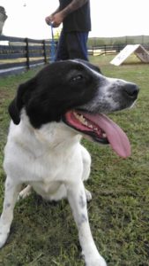 Zorro Dogsavior E. V. - Tierhilfe für den Norden Griechenlands - Ein neues Zuhause - Vermittlung - Patenschaft - Hund - Bella