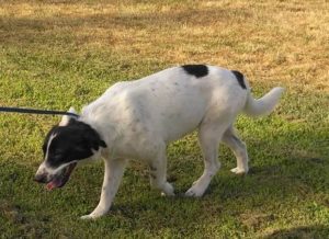 Zorro Dogsavior E. V. - Tierhilfe für den Norden Griechenlands - Ein neues Zuhause - Vermittlung - Patenschaft - Hund - Bella