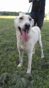 Zorro Dogsavior E. V. - Tierhilfe für den Norden Griechenlands - Ein neues Zuhause - Vermittlung - Patenschaft - Hund - Benjamin