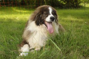 Zorro Dogsavior E. V. - Tierhilfe für den Norden Griechenlands - Ein neues Zuhause - Vermittlung - Patenschaft - Hund - Muray