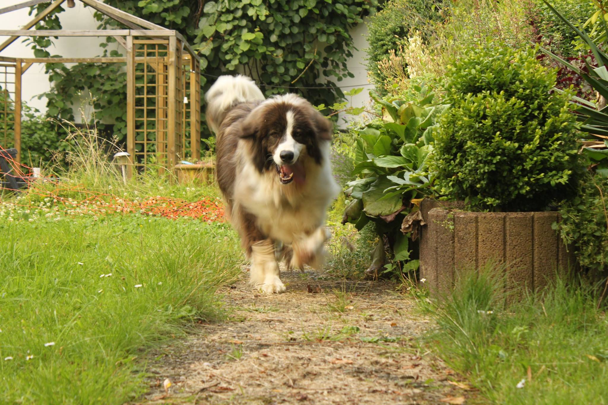 Zorro Dogsavior E. V. - Tierhilfe für den Norden Griechenlands - Ein neues Zuhause - Vermittlung - Patenschaft - Hund - Muray