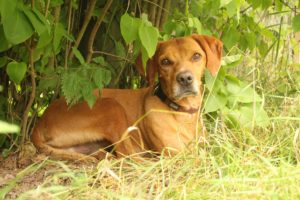 Zorro Dogsavior E. V. - Tierhilfe für den Norden Griechenlands - Ein neues Zuhause - Vermittlung - Patenschaft - Hund - Special