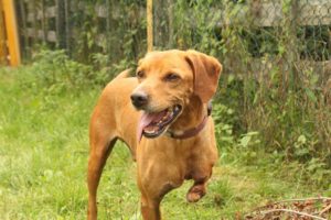 Zorro Dogsavior E. V. - Tierhilfe für den Norden Griechenlands - Ein neues Zuhause - Vermittlung - Patenschaft - Hund - Special
