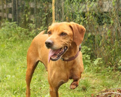 Zorro Dogsavior E. V. - Tierhilfe für den Norden Griechenlands - Ein neues Zuhause - Vermittlung - Patenschaft - Hund - Special
