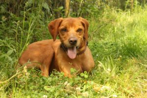 Zorro Dogsavior E. V. - Tierhilfe für den Norden Griechenlands - Ein neues Zuhause - Vermittlung - Patenschaft - Hund - Special