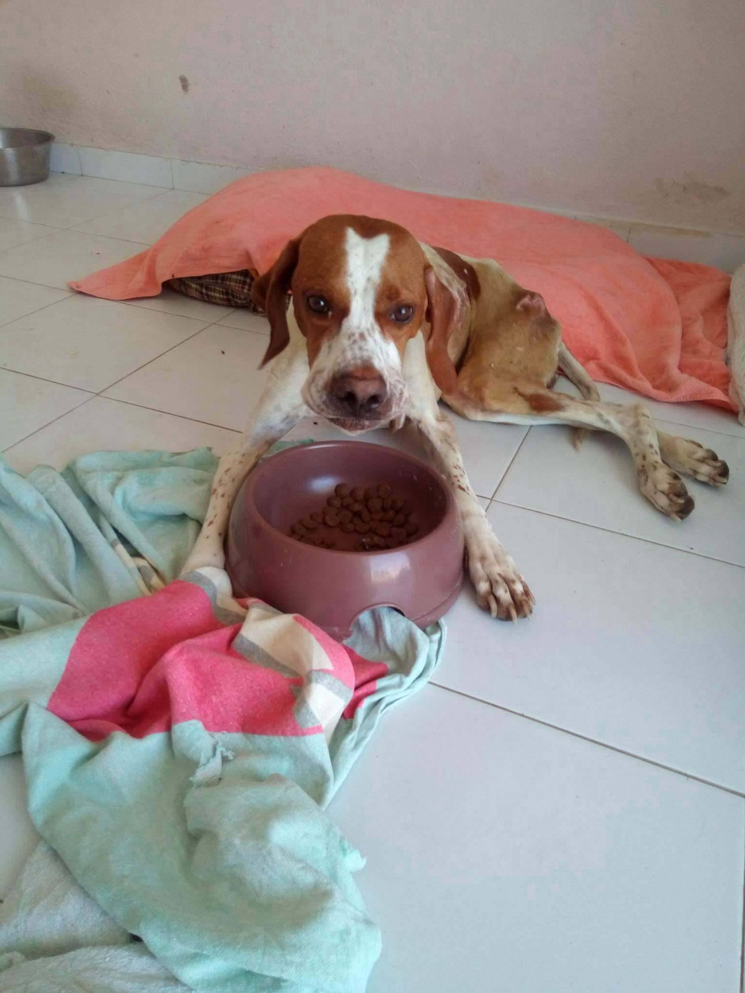 Zorro Dogsavior E. V. - Tierhilfe für den Norden Griechenlands - Ein neues Zuhause - Vermittlung - Patenschaft - Hund - Tommy