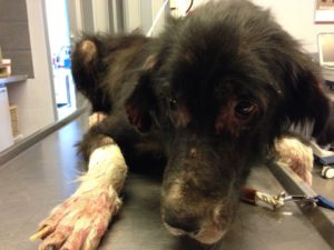 Zorro Dogsavior E. V. - Tierhilfe für den Norden Griechenlands - Ein neues Zuhause - Vermittlung - Patenschaft - Hund - Winnie