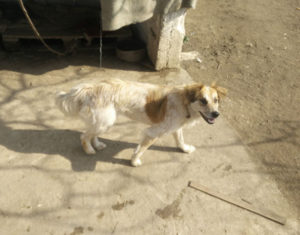 Panda_Zorro_Dogsavior_Tierschutz_Griechenland_02_