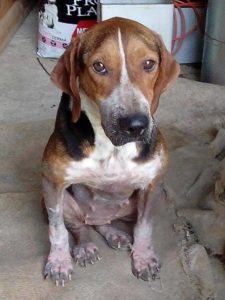 Zorro Dogsavior E. V. - Tierhilfe für den Norden Griechenlands - Ein neues Zuhause - Vermittlung - Patenschaft - Hund - Hannah