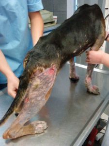 Zorro Dogsavior E. V. - Tierhilfe für den Norden Griechenlands - Ein neues Zuhause - Vermittlung - Patenschaft - Hund - Hannah