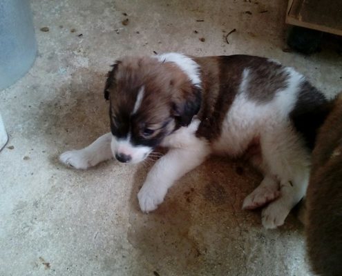 zorro dogsavior ev tierhilfe griechenland joey1