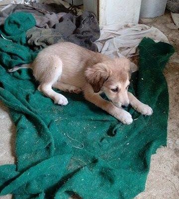 zorro dogsavior ev tierhilfe griechenland littlejasmin1