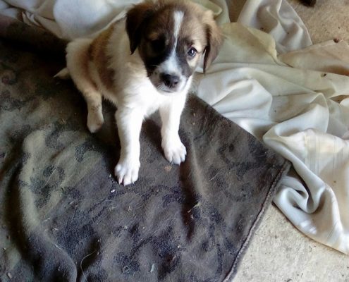 zorro dogsavior ev tierhilfe griechenland nanni