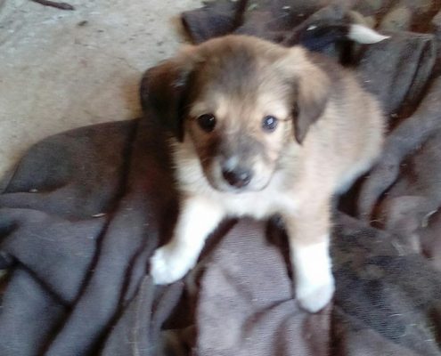 zorro dogsavior ev tierhilfe griechenland nerine1