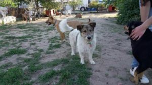 Zorro Dogsavior E. V. - Tierhilfe für den Norden Griechenlands - Ein neues Zuhause - Vermittlung - Patenschaft - Hund - Alitis