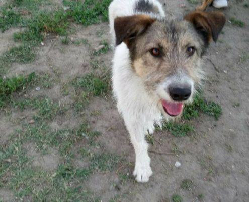zorro dogsavior ev tierhilfe griechenland vermittlung alitis2
