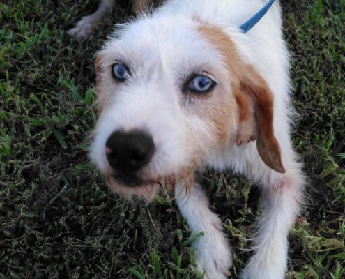 zorro dogsavior ev tierhilfe griechenland vermittlung bonnie