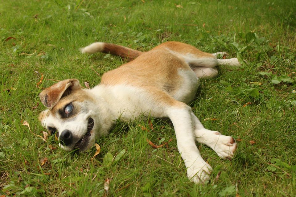 Zorro Dogsavior E. V. - Tierhilfe für den Norden Griechenlands - Ein neues Zuhause - Vermittlung - Patenschaft - Hund - Fiona