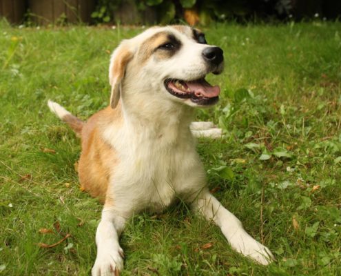 zorro dogsavior ev tierhilfe griechenland vermittlung fiona2