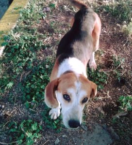 Zorro Dogsavior E. V. - Tierhilfe für den Norden Griechenlands - Ein neues Zuhause - Vermittlung - Patenschaft - Hund - Florian