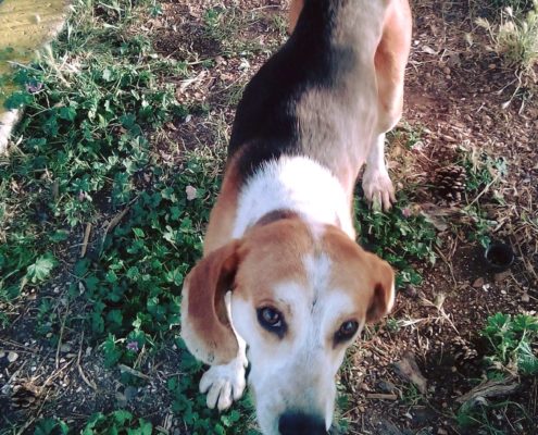 Zorro Dogsavior E. V. - Tierhilfe für den Norden Griechenlands - Ein neues Zuhause - Vermittlung - Patenschaft - Hund - Florian