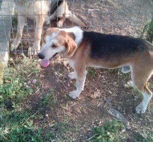 Zorro Dogsavior E. V. - Tierhilfe für den Norden Griechenlands - Ein neues Zuhause - Vermittlung - Patenschaft - Hund - Florian