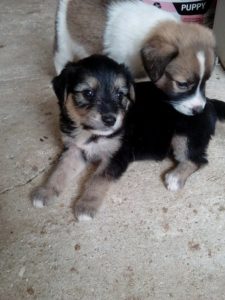 Zorro Dogsavior E. V. - Tierhilfe für den Norden Griechenlands - Ein neues Zuhause - Vermittlung - Patenschaft - Hund - Jola