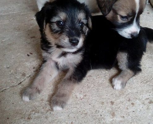 zorro dogsavior ev tierhilfe griechenland vermittlung jola