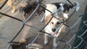 Zorro Dogsavior E. V. - Tierhilfe für den Norden Griechenlands - Ein neues Zuhause - Vermittlung - Patenschaft - Hund - Panda
