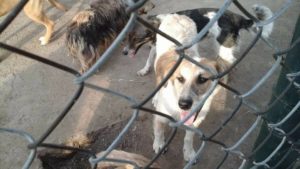 Zorro Dogsavior E. V. - Tierhilfe für den Norden Griechenlands - Ein neues Zuhause - Vermittlung - Patenschaft - Hund - Panda